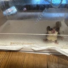 モモンガ2匹