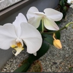 胡蝶蘭③ 大輪　白