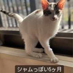 5ヶ月女の子