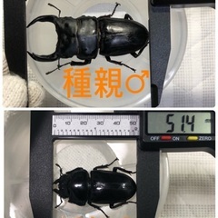 能勢YG血統 国産オオクワガタ初令〜2令幼虫5頭 （♂82.2㎜×♀51.0㎜ 3頭、♂82.1㎜×♀51.4㎜2頭）120cc菌糸プリンカップ入の画像