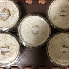 能勢YG血統 国産オオクワガタ初令〜2令幼虫5頭 （♂82.2㎜×♀51.0㎜ 3頭、♂82.1㎜×♀51.4㎜2頭）120cc菌糸プリンカップ入の画像