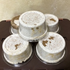 能勢YG血統 国産オオクワガタ初令〜2令幼虫5頭 （♂82.2㎜×♀51.0㎜ 3頭、♂82.1㎜×♀51.4㎜2頭）120cc菌糸プリンカップ入の画像