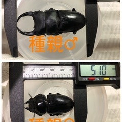 能勢YG血統 国産オオクワガタ初令〜2令幼虫5頭 （♂82.2㎜×♀51.0㎜ 3頭、♂82.1㎜×♀51.4㎜2頭）120cc菌糸プリンカップ入の画像
