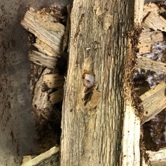 能勢YG血統 国産オオクワガタ初令〜2令幼虫5頭 （♂82.2㎜×♀51.0㎜ 3頭、♂82.1㎜×♀51.4㎜2頭）120cc菌糸プリンカップ入の画像