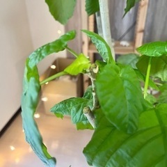 観葉植物ウランベータ175cmの画像