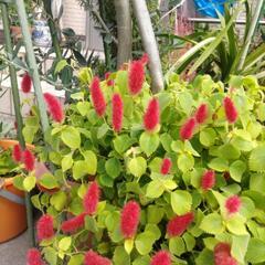 キャットテール差し上げます!の画像