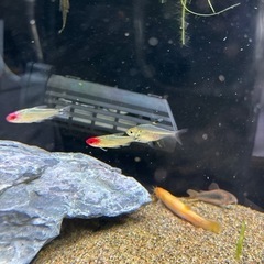 熱帯魚お譲りします（カージナルテトラなど）