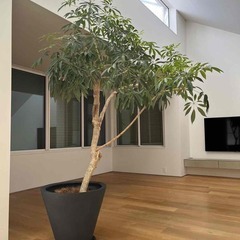 大至急！大型観葉植物シェフレラ