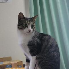 2歳半のメス、トワちゃん