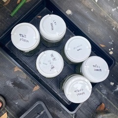 メダカ達　プランターごとまとめて