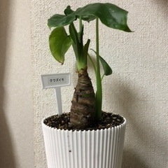 【障がいをお持ちの方支援！】Ｂ型作業所アイリーワークです！の画像