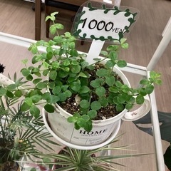 【障がいをお持ちの方支援！】Ｂ型作業所アイリーワークです！の画像