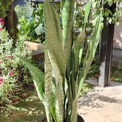 観葉植物  サンスベリア　ゼラニカ　黒陶器　鉢植え　１３０cm