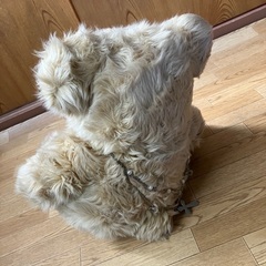 クマのぬいぐるみ　取りに来られる方の画像