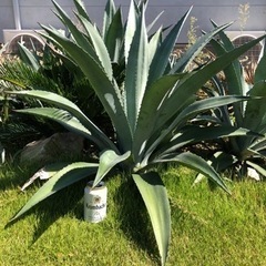 アガベ、アメリカーナ、アオノリュウゼツラン【葉幅約1m】大きめの画像