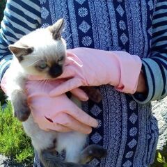 顔はシャムで毛が長めです　飼主不在確認済み - 大田市