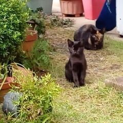 3兄弟の中のクロちゃんです。飼い主不在確認済です