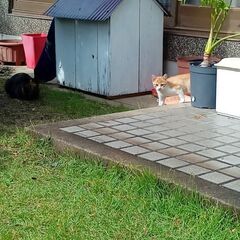 三兄弟の中、白×黄色ちゃんです。飼い主不在確認済