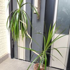 観葉植物　ドラセナ　コンシンネ　曲がり