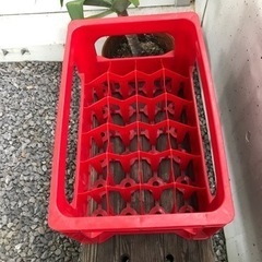 コカコーラ　ボトルケースの画像