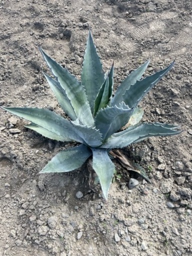 アガべ　アメリカーナ　地植え　