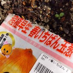 超極早生 春いちばん 玉ねぎ 苗【50本500円】【100本900円】