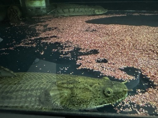 2匹set ポリプテルスコンギクス 35cm±