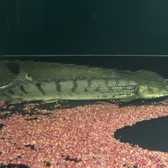 2匹set ポリプテルスコンギクス 35cm±