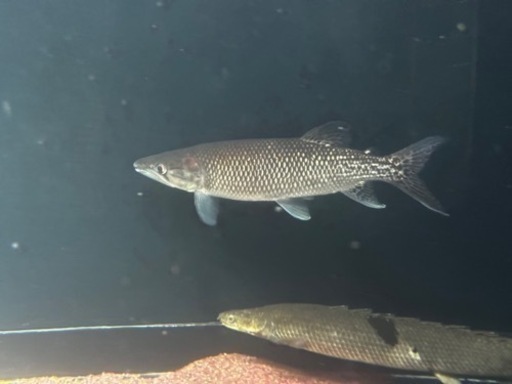 アフリカンパイクカラシン