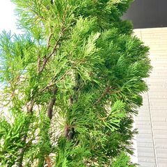 【中高木】コニファー・グリーンコーン（12号鉢付き）の画像
