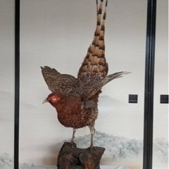 キジ　剥製　2体の画像
