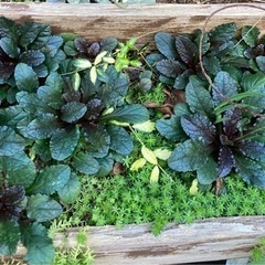 アジュガ(グランドカバー)の画像