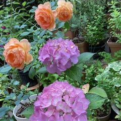 紫陽花（ピンク　テマリ形）