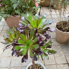 黒法師