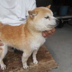 豆柴犬  小寿々姫は、里親さま決まりました。有難うございました。 - 犬