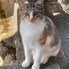 ミケ猫　推定6ヶ月　女の子