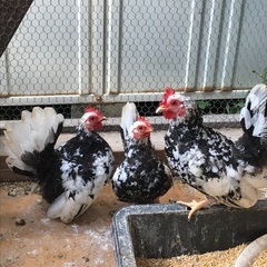 碁石チャボのメス3羽の飼主様募集中