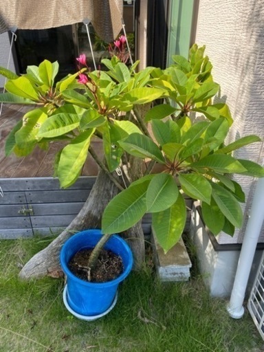 プルメリア　赤花