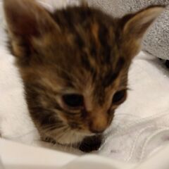 生後1か月弱　さび女の子猫里親さん募集します