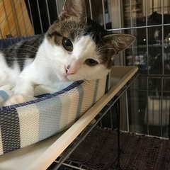 生後6ヶ月の子猫（オス）