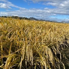 令和5年産　　ヒノヒカリ　玄米　３０キロ　①