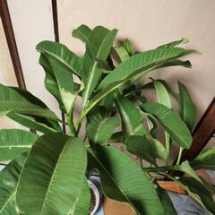 プルメリアの画像