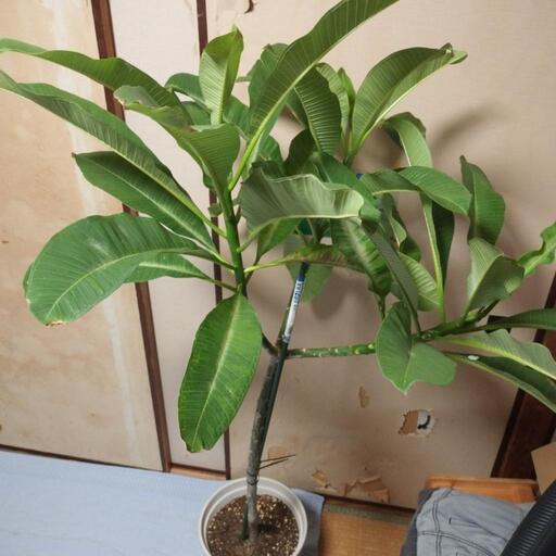 はや　24日配達 パネルライト専用24時間人感センサー｜YAZAWA CORPORATION