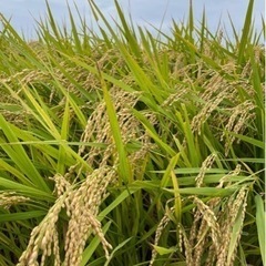 令和5年産　ヒノヒカリ　玄米３０キロ　③