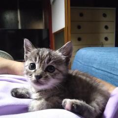 秋猫…生後3週間位の女の子です。