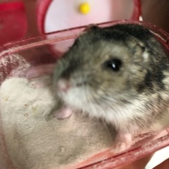 ハムスター1歳前後