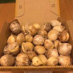 ✨無農薬　和歌山産　ジャンボにんにく　無臭にんにく　　約1kg