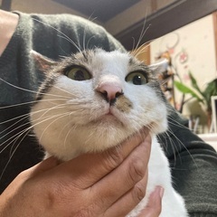 笑(にこ)ちゃん7kg越え