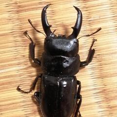 【飼育ケース付！】ハチジョウヒラタクワガタトリオ