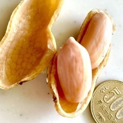 大粒生落花生　ご予約承り中の画像